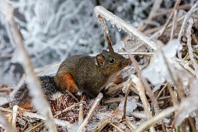 《合金装备3：重制版》有性暗示 偷窥演示剧场被保留
